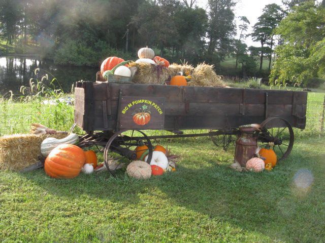 Big M Pumpkin Patch